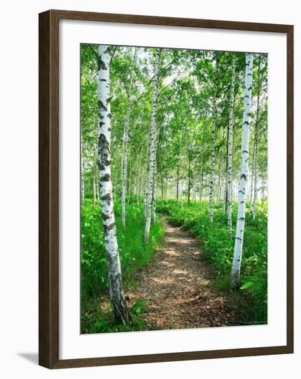 White Birch Lane-null-Framed Photographic Print