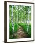 White Birch Lane-null-Framed Photographic Print