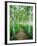 White Birch Lane-null-Framed Photographic Print