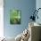White Birch Lane-null-Mounted Photographic Print displayed on a wall