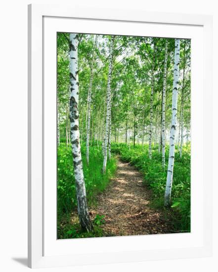 White Birch Lane-null-Framed Photographic Print