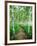 White Birch Lane-null-Framed Photographic Print