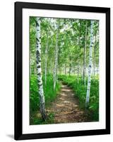 White Birch Lane-null-Framed Photographic Print