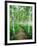 White Birch Lane-null-Framed Photographic Print