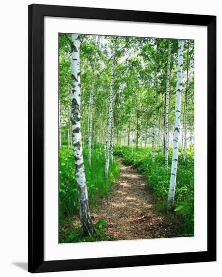 White Birch Lane-null-Framed Photographic Print