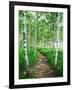 White Birch Lane-null-Framed Photographic Print