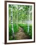 White Birch Lane-null-Framed Photographic Print