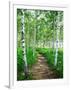 White Birch Lane-null-Framed Photographic Print