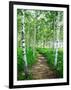 White Birch Lane-null-Framed Photographic Print