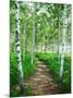 White Birch Lane-null-Mounted Photographic Print