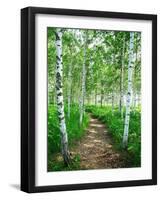 White Birch Lane-null-Framed Photographic Print