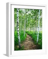 White Birch Lane-null-Framed Photographic Print