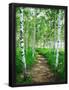 Essential Black