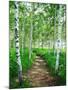 Wood Mount