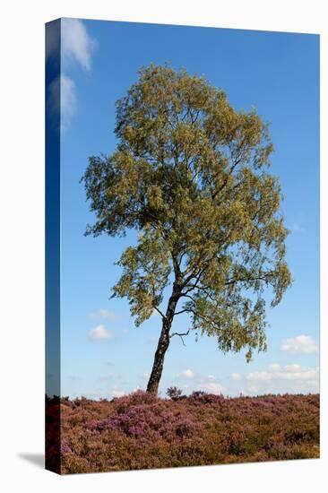 White Birch on Field of Heath-Sandra van der Steen-Stretched Canvas