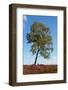 White Birch on Field of Heath-Sandra van der Steen-Framed Photographic Print