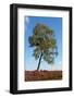 White Birch on Field of Heath-Sandra van der Steen-Framed Photographic Print