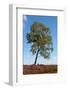 White Birch on Field of Heath-Sandra van der Steen-Framed Photographic Print