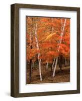 White Birch Trees in Fall, Vermont, USA-Charles Sleicher-Framed Photographic Print