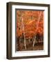 White Birch Trees in Fall, Vermont, USA-Charles Sleicher-Framed Photographic Print