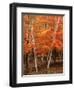 White Birch Trees in Fall, Vermont, USA-Charles Sleicher-Framed Photographic Print