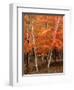 White Birch Trees in Fall, Vermont, USA-Charles Sleicher-Framed Photographic Print