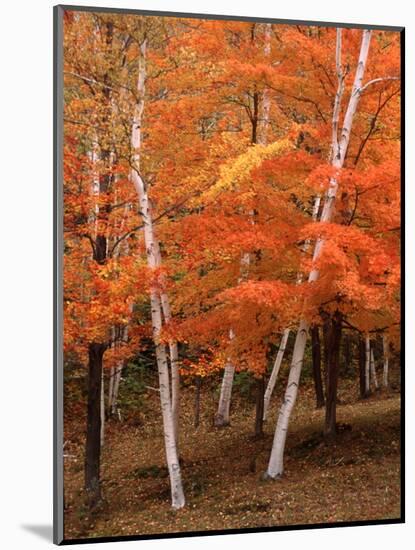 White Birch Trees in Fall, Vermont, USA-Charles Sleicher-Mounted Photographic Print