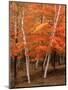 White Birch Trees in Fall, Vermont, USA-Charles Sleicher-Mounted Photographic Print