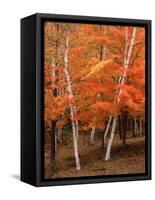 White Birch Trees in Fall, Vermont, USA-Charles Sleicher-Framed Stretched Canvas