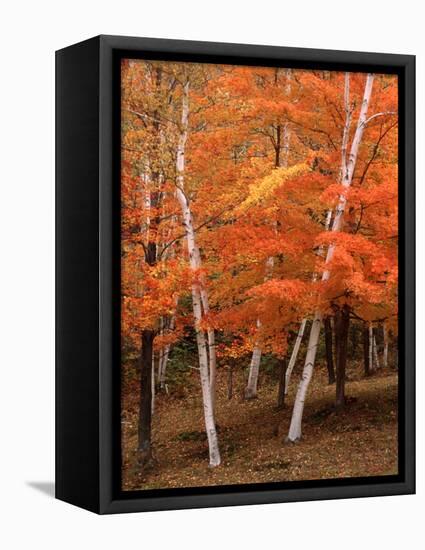 White Birch Trees in Fall, Vermont, USA-Charles Sleicher-Framed Stretched Canvas