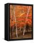 White Birch Trees in Fall, Vermont, USA-Charles Sleicher-Framed Stretched Canvas