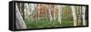 White birch trees in Wild Gardens of Acadia, Acadia National Park, Maine, USA-Panoramic Images-Framed Stretched Canvas