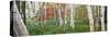 White birch trees in Wild Gardens of Acadia, Acadia National Park, Maine, USA-Panoramic Images-Stretched Canvas