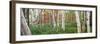 White birch trees in Wild Gardens of Acadia, Acadia National Park, Maine, USA-Panoramic Images-Framed Photographic Print