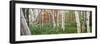 White birch trees in Wild Gardens of Acadia, Acadia National Park, Maine, USA-Panoramic Images-Framed Photographic Print