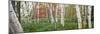 White birch trees in Wild Gardens of Acadia, Acadia National Park, Maine, USA-Panoramic Images-Mounted Photographic Print