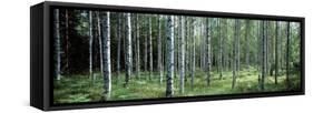 White Birches Aulanko National Park Finland-null-Framed Stretched Canvas
