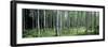 White Birches Aulanko National Park Finland-null-Framed Photographic Print