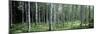 White Birches Aulanko National Park Finland-null-Mounted Photographic Print