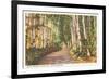 White Birches, New Hampshire-null-Framed Premium Giclee Print