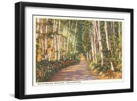 White Birches, New Hampshire-null-Framed Art Print