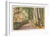 White Birches, New Hampshire-null-Framed Art Print