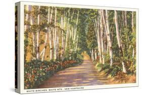 White Birches, New Hampshire-null-Stretched Canvas