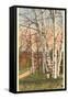 White Birches of Northern Michigan-null-Framed Stretched Canvas