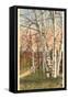 White Birches of Northern Michigan-null-Framed Stretched Canvas