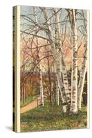 White Birches of Northern Michigan-null-Stretched Canvas