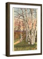 White Birches of Northern Michigan-null-Framed Art Print