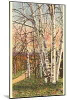 White Birches of Northern Michigan-null-Mounted Art Print