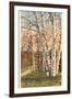 White Birches of Northern Michigan-null-Framed Art Print