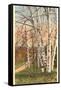 White Birches of Northern Michigan-null-Framed Stretched Canvas